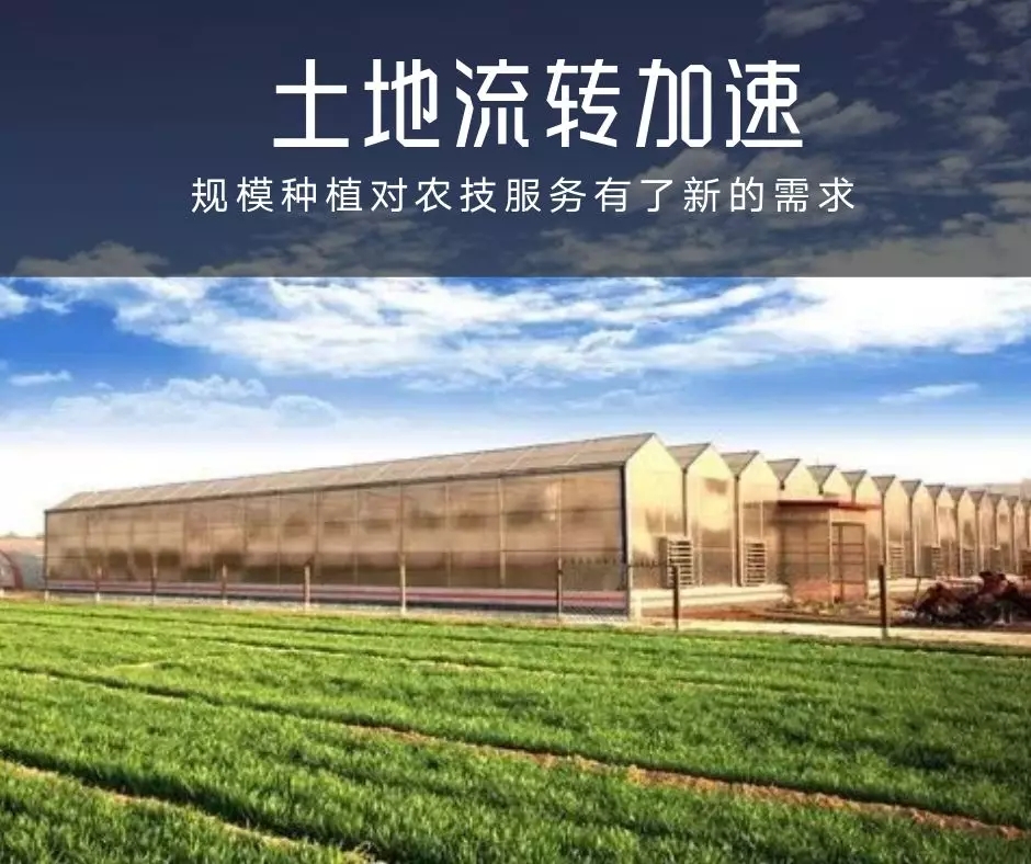 中国首届百佳农技服务专家评选:西洋独家冠名