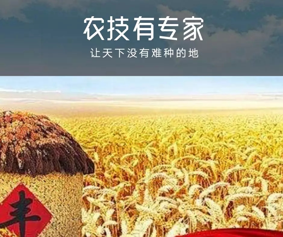 中国首届百佳农技服务专家评选:西洋独家冠名