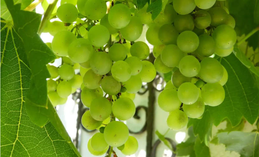 特肥渠道开发：如何快速找到你的客户？