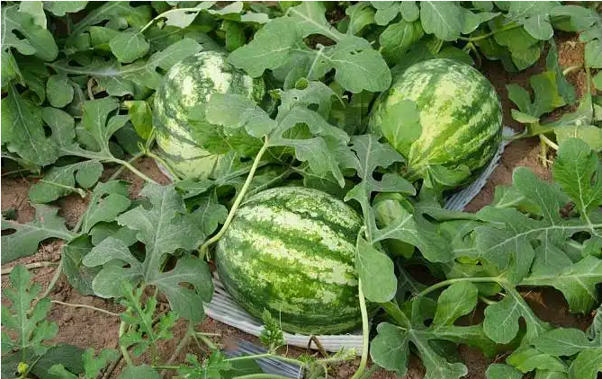 特肥渠道开发：如何快速找到你的客户？