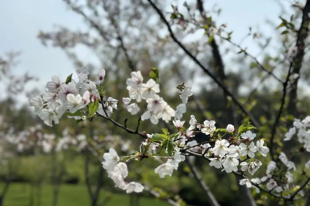 诗酒年华丨野马总裁班五六期游学华强化工