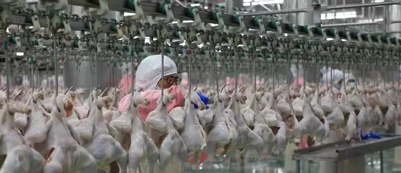 相约莫言故里 | 春沣野马农业总裁班游学南洋鸿基