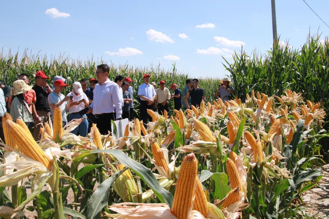 全球肥料增效技术哪家强？中国武威找金仓！